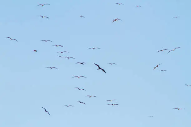 Photo of frigate bird in the blue sky of ipanema beach in Rio de Janeiro, Brazil.