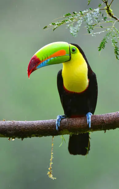 Large unmistakable toucan with a huge, rainbow-colored bill.