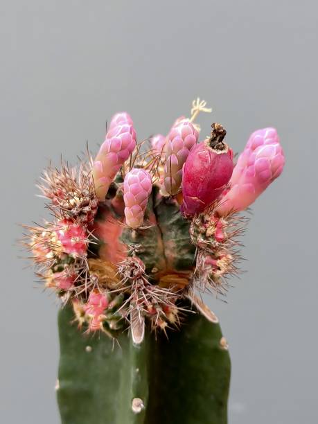 istock Pink diamond gymnocalycium cactus 1392361222