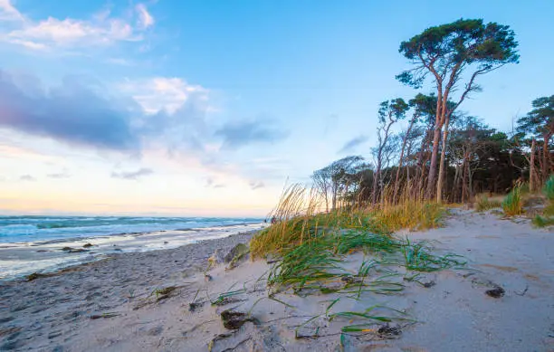 West beach on the Darß on the Baltic Sea in the evening with a view of the sea, beach and dunes