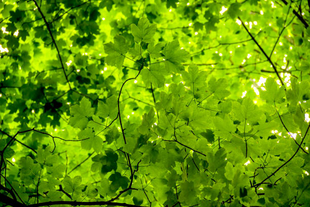 istock background of green maple leaves 1392361298