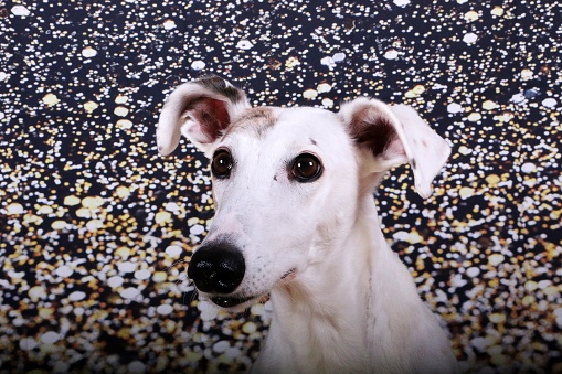 beautiful galgo head portrait in front of a sparkling backround
