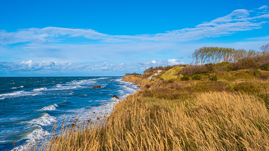 Flowering grass bushes on a sandy beach on the Baltic Sea coast in the village of Yantarny, Kaliningrad region, Russia
