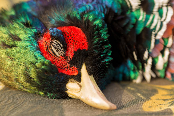 istock Shot pheasant close up, pheasant head close up 1392361627