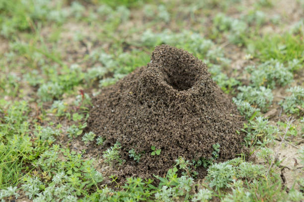 ameisenhaufen auf einem hintergrund von frischem grün. details des wilden lebens der ameisen. - termite soil stock-fotos und bilder