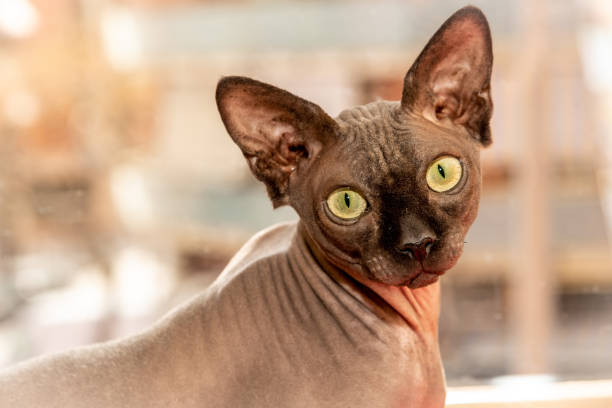istock Close-up of Sphynx cat looking at the camera 1392361676