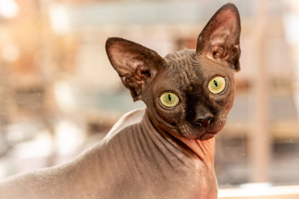 Close-up of Sphynx cat looking at the camera Close-up of Sphynx cat looking at the camera sphynx hairless cat photos stock pictures, royalty-free photos & images
