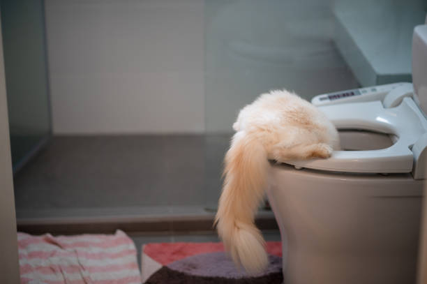 istock Persian cat burrows into the toilet, Selective focus. 1392362725