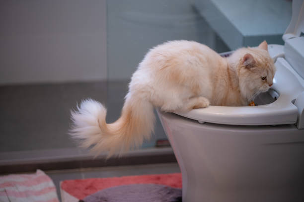 istock On the toilet bowl, a curious cat sits. 1392362734