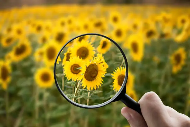 Photo of Sunflower field