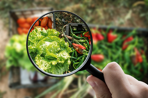 A magnifying glass focusing a box with different harvested vegetables