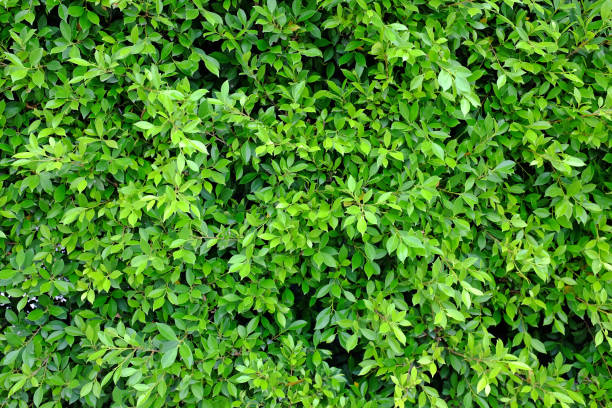 istock Green leaves wall background. Decorative leaf texture. 1392364275