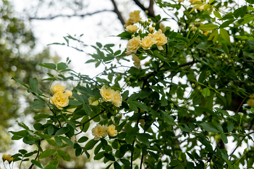 A bush with yellow roses on a flower bed in the garden on a sunny day.