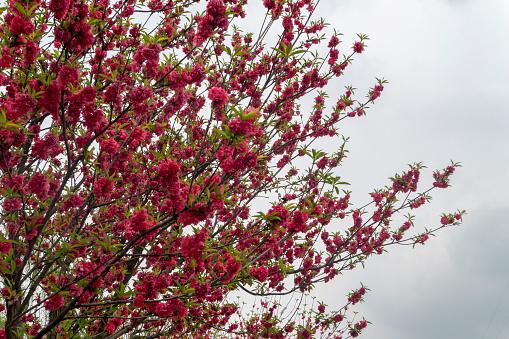 Spring flowering of peaches in the fruit fields in the village of Aitona, Lleida, Spain.