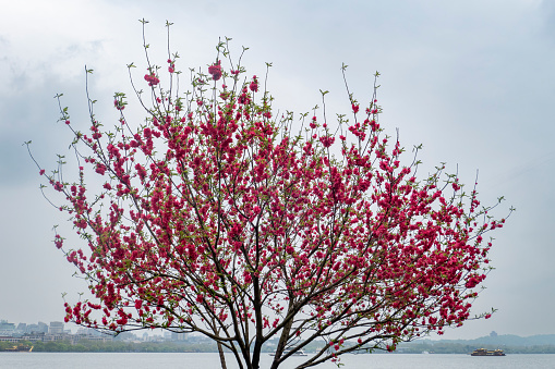 Plum blossoms blooming by the West Lake in Hangzhou, China
