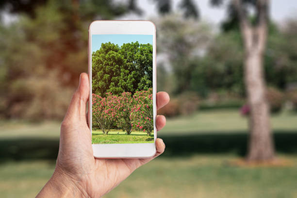 Taking photo with smartphone at nature park, technology and modern lifestyle.