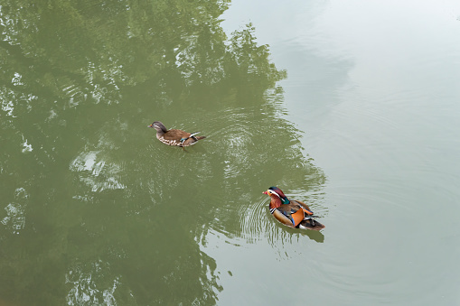 A pair of mandarin ducks in the water