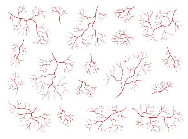 izolowane czerwone żyły ludzkiej anatomii, naczynia krwionośne - capillary stock illustrations