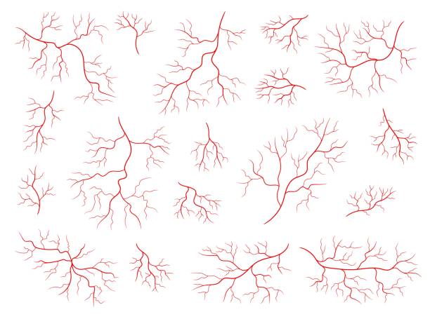 изолированные красные вены анатомии человека, кровеносных сосудов - animal vein stock illustrations