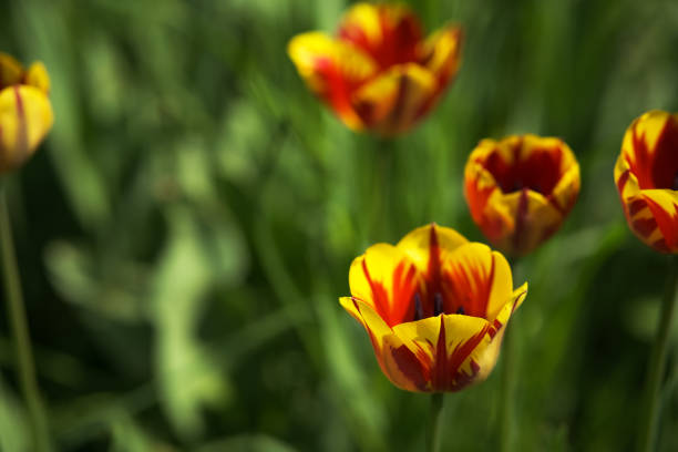 Tulips against blue sky