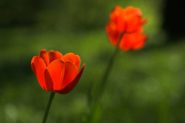 Bright yellow and red tulip flower. Springtime background.