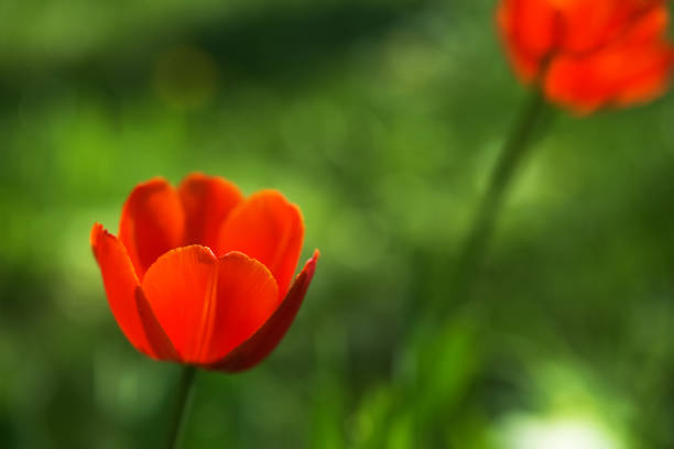 Bright yellow and red tulip flower. Springtime background.