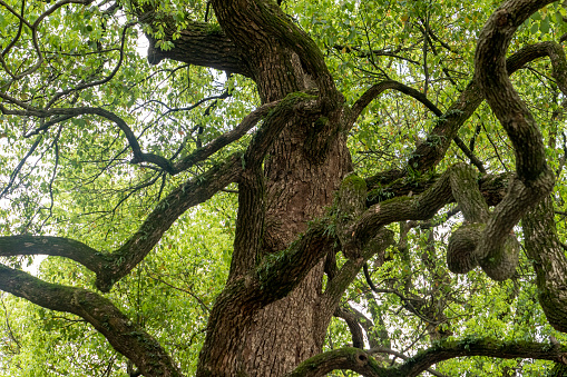 Oak branches. Mighty oak tree with green leaves. Tree in summer. Details of nature.