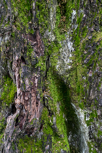 big tree trunk covered with moss