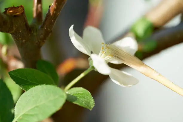 Artificial pollination of the flower of apple bonsai with a brush