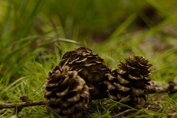 istock A set of three pinecones. 1392369395