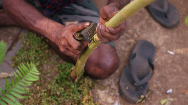 istock Men preparing cinnamon sticks in Sri Lanka 1392370222