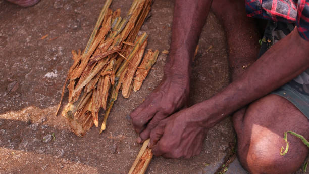 istock Men preparing cinnamon sticks in Sri Lanka 1392370223