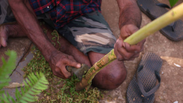 istock Men preparing cinnamon sticks in Sri Lanka 1392370286