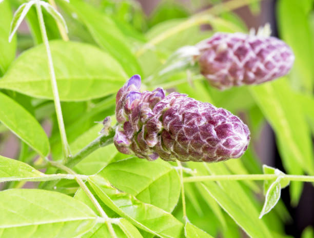 lila amerikanische glyzinien blütenknospe makro - flower purple macro bud stock-fotos und bilder