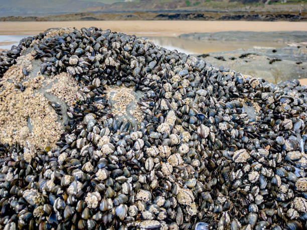 Bivalve molluscs attached to rocks on Saunton Sands beach, Devon Bivalve molluscs attached to rocks on Saunton Sands beach, Devon, UK croyde bay photos stock pictures, royalty-free photos & images