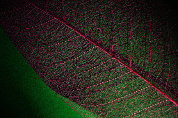 istock skeleton leaf texture close-up. biophilic authentic composition in lowkey. environmental organic material textured background 1392374167
