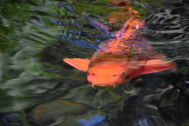 istock Ripples in Water Above an Orange Koi Fish 1392374796