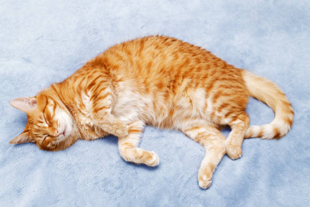istock Ginger cat lying on the bed and doze. Top view. 1392374797