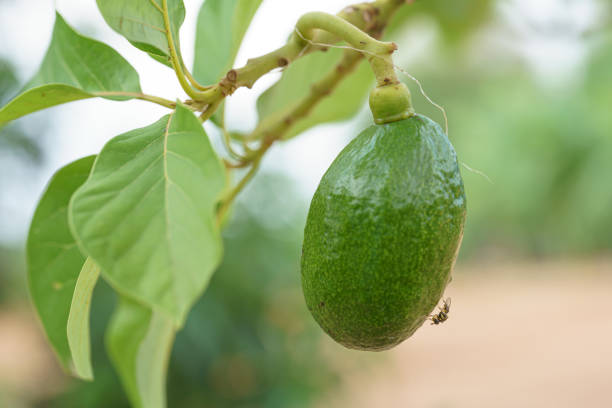 Drosophila melanogaster clinging to avocados.