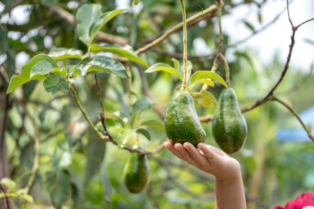 istock Hands harvesting fresh ripe organic avocado. 1392376177