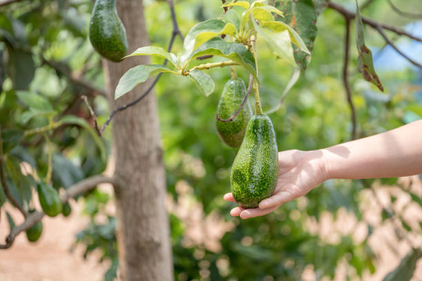 istock Hands harvesting fresh ripe organic avocado. 1392376181