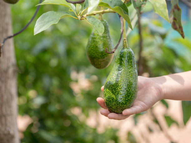 istock Hands harvesting fresh ripe organic avocado. 1392376198