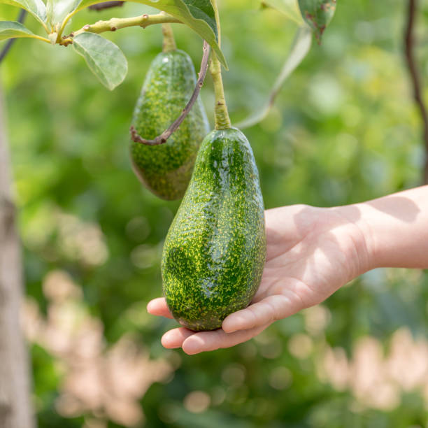 istock Hands harvesting fresh ripe organic avocado. 1392376200