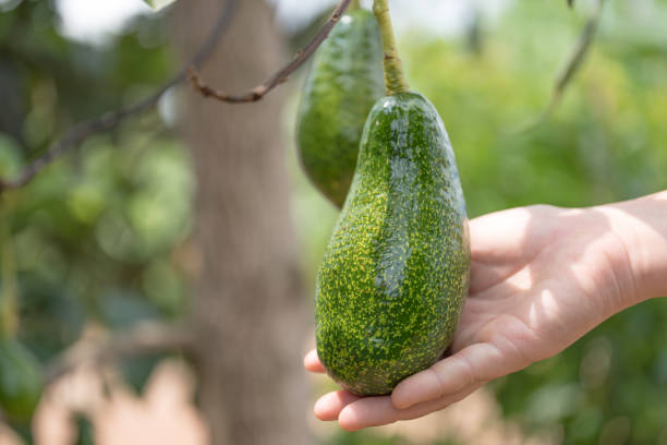istock Hands harvesting fresh ripe organic avocado. 1392376201