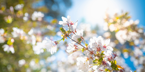 Soft spring flower background image with bright sun light in the sky