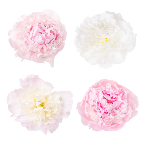 istock Delicate pink peony isolated on white background 1392376412
