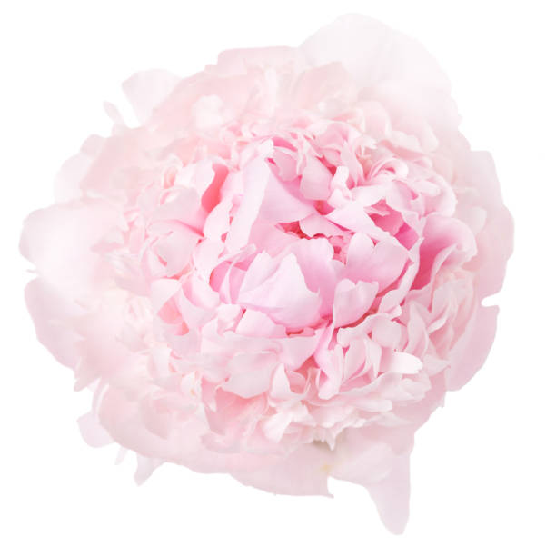 istock Delicate pink peony isolated on white background 1392376415