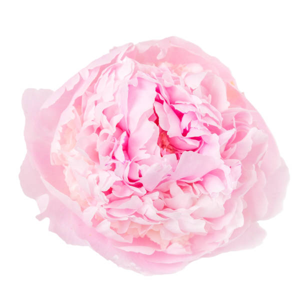 istock Delicate pink peony isolated on white background 1392376417