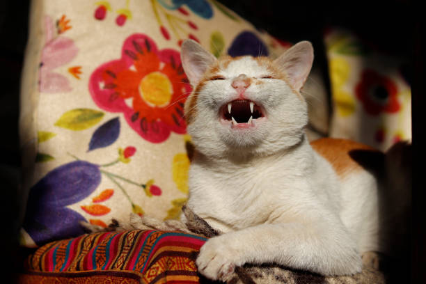 istock Cat showing canine teeth in front of a pillow 1392377421