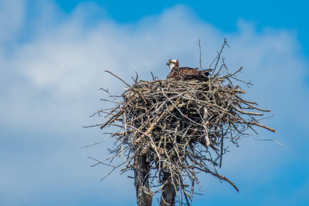 istock Osprey in nest against blue sky 1392377797